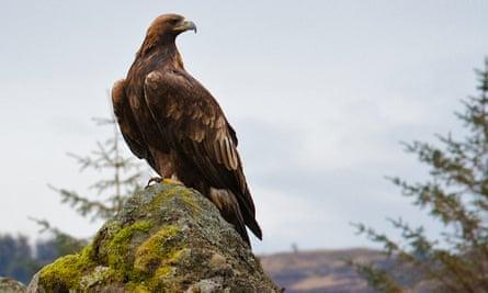 golden eagle Responsible Travel trip