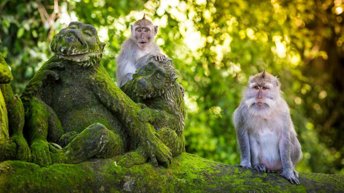<strong>Ubud: </strong>As early as the 1920s, Ubud was touted by pioneering expats as Bali's artistic heartland. Its sacred Monkey Forest (long Bali's most popular tourist sight) is drawing crowds again. 