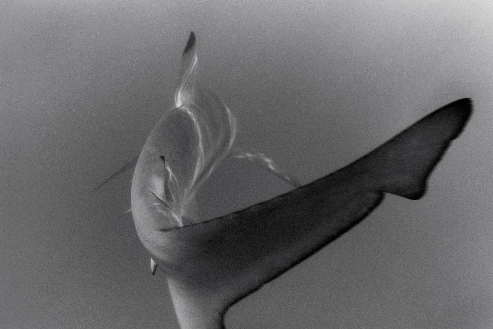 A blacktip reef shark at Bramble Reef near Orpheus Island